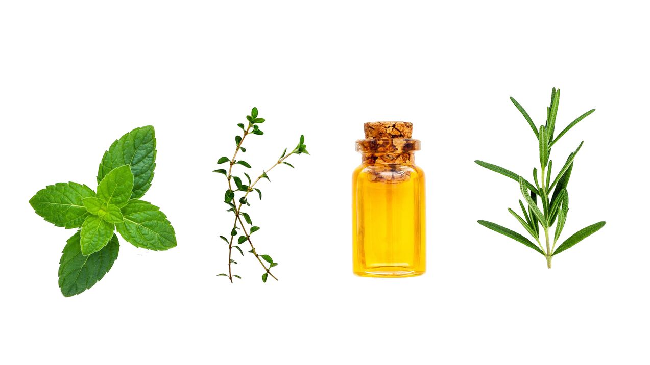 aceites esenciais de menta, canela e eucalipto